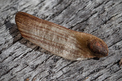 Ash Samara: Seed with a Wing Attached