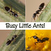 Busy Little Ants!