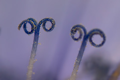 Pair of Chicory Stamens with Pollen Granules