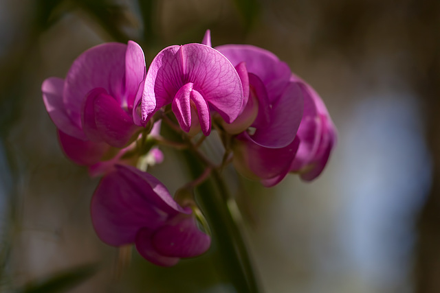 Common Vetch Blossoms in the Morning Light