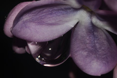 Lilac Flower and Raindrop