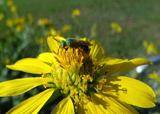 Halictid Bee (Agapostemon texanus female) on Sunflower