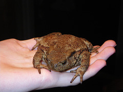 Toad 2008-3