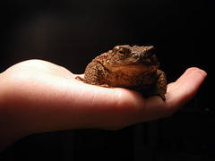Toad 2008-2