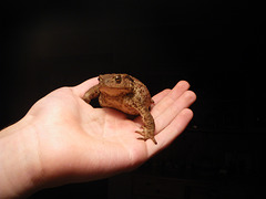 Toad 2008-1