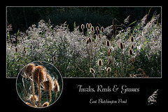 Teazles, reeds & grasses East Blatchington Pond - Seaford