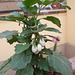 Der Eierbaum - la ovoarbo - Solanum melonga - 20 Samen