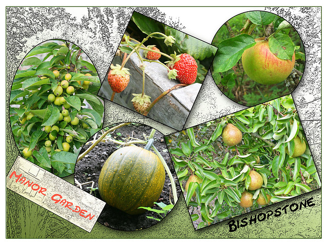 Fruit collage  - Manor Garden  - Bishopstone - 13.9.2010