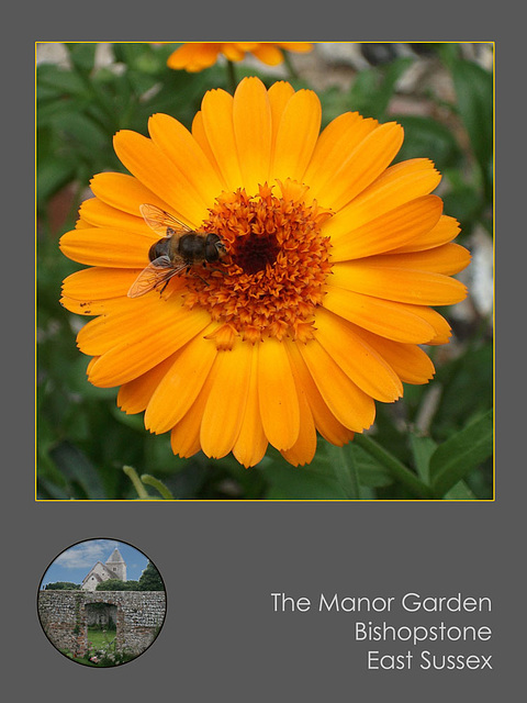 Orange flower & bee Manor Garden  Bishopstone 13 9 10