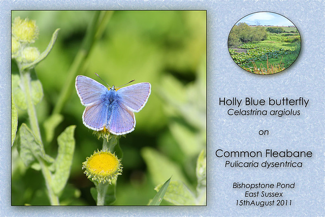 Holly Blue on Common Fleabane Bishopstone 15 8 2011