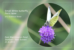 Small White on Scabious - East Blatchington Pond - 21.8.2011