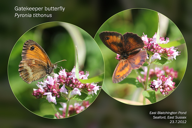 Gatekeeper butterfly - East Blatchington Pond - 23.7.2012