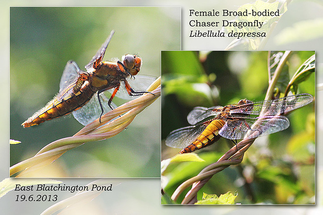 Broad-bodied Chaser dragonfly - female - East Blatchington Pond - 19.6.2013