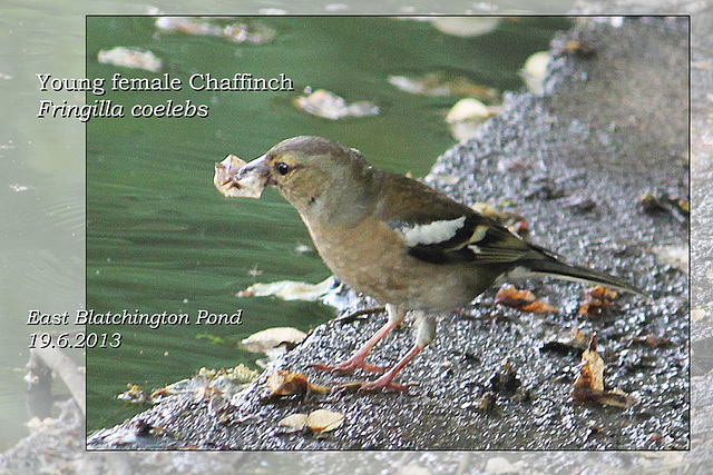 Chaffinch - young female - East Blatchington Pond - 19.6.2013