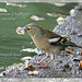 Chaffinch - young female - East Blatchington Pond - 19.6.2013