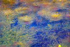 Monet must have used Photoshop* - Bishopstone Pond - 16.4.2012