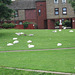 Swans causing congestion around the houses