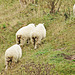 Sheep on Hillside