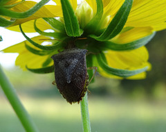 Shield or Stink Bug (Euschistus servus)