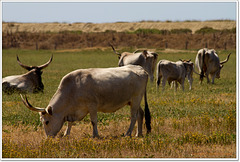 maremma cows