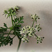 Aethusa cynapium- Petite Ciguë des jardins - faux persil