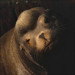 Sea Lion 02 20120403