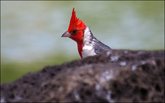 Red Crested Cardinal 00 20110717