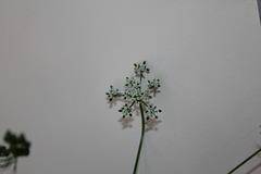 Aethusa cynapium- Petite Ciguë- Faux Persil (6)