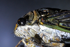 cicada-aug-2013-CSC 6120