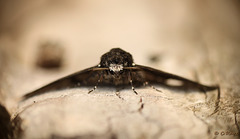 Peppered Moth Face