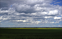 Canola & Clouds 00 20110630