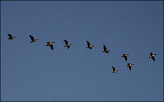 Canada Geese 00 20110923