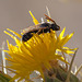 Black Striped Bee: Side View