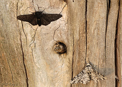 Peppered Moths Comparison
