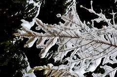 CHARBONNIERES-LES-SAPINS: Paysage de neige 04.