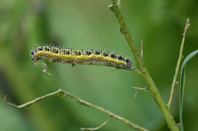 Large White (Pieris brassicae) caterpillar