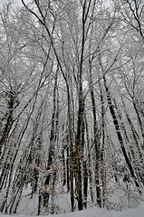 CHARBONNIERES-LES-SAPINS: Paysage de neige 02.