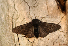 Peppered Moth f. carbonaria