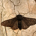 Peppered Moth f. carbonaria