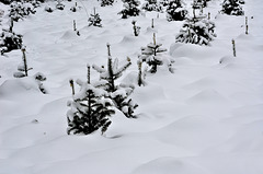 CHARBONNIERES-LES-SAPINS: Paysage de neige 05.
