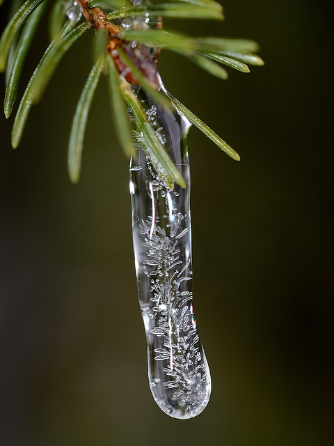 CHARBONNIERES-LES-SAPINS: Cristal d'eau sur un épicéa 04.