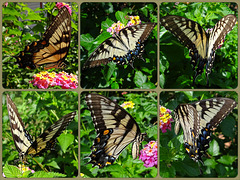 Eastern Tiger Swallowtail (Papilio glaucus)(f) Collage