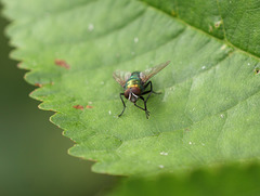 Greenbottle fly (Lucilia sericata)