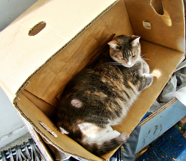 Honey just loves a box