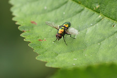 Greenbottle fly (Lucilia sericata)