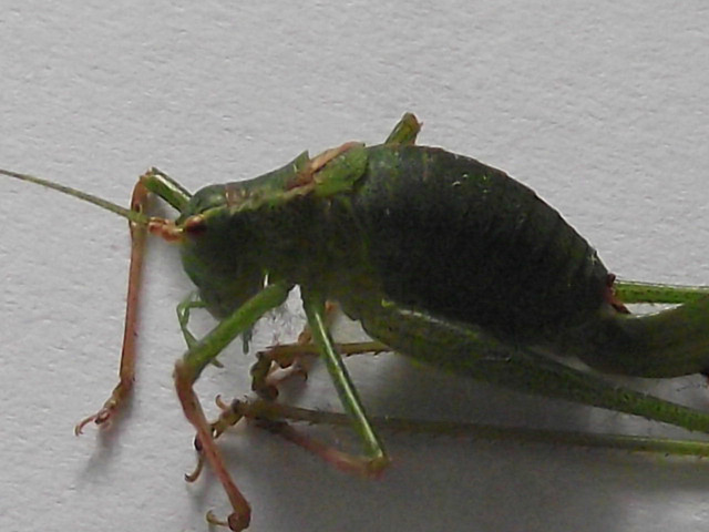 A dead grasshopper