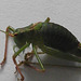 A dead grasshopper