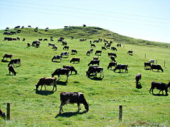 Whakamaru herd.