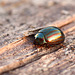 Patio Life: Rosemary Beetle