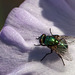 Metallic Green Bottle Fly
